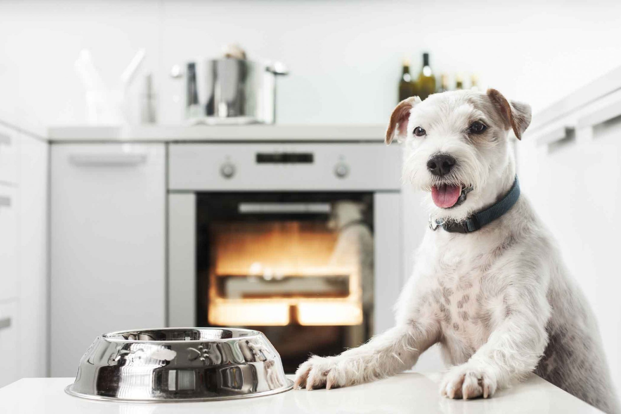 Kitchens Wirral, Kitchens Cheshire A Guide to PetFriendly Kitchens